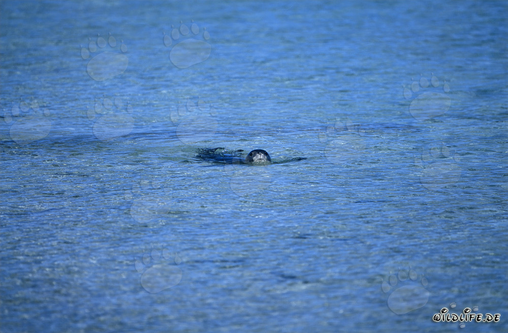 Hawaiian Monk Seal - A Rare Encounter in Midway Lagoon