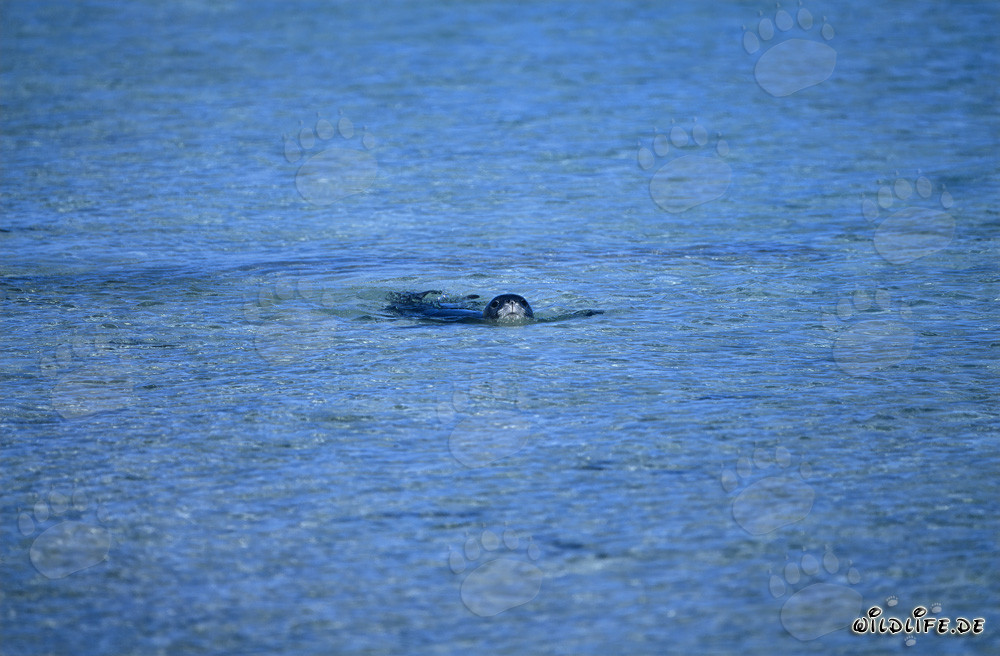 Phoque moine hawaïen - Une rencontre rare dans la lagune de Midway