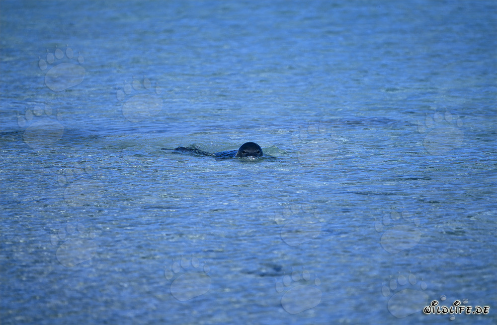 Foca monaca hawaiana nuota nelle acque cristalline del Pacifico