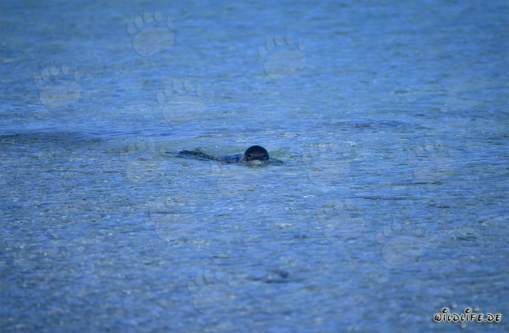 Foca monje hawaiana nada en las aguas claras del Pacífico