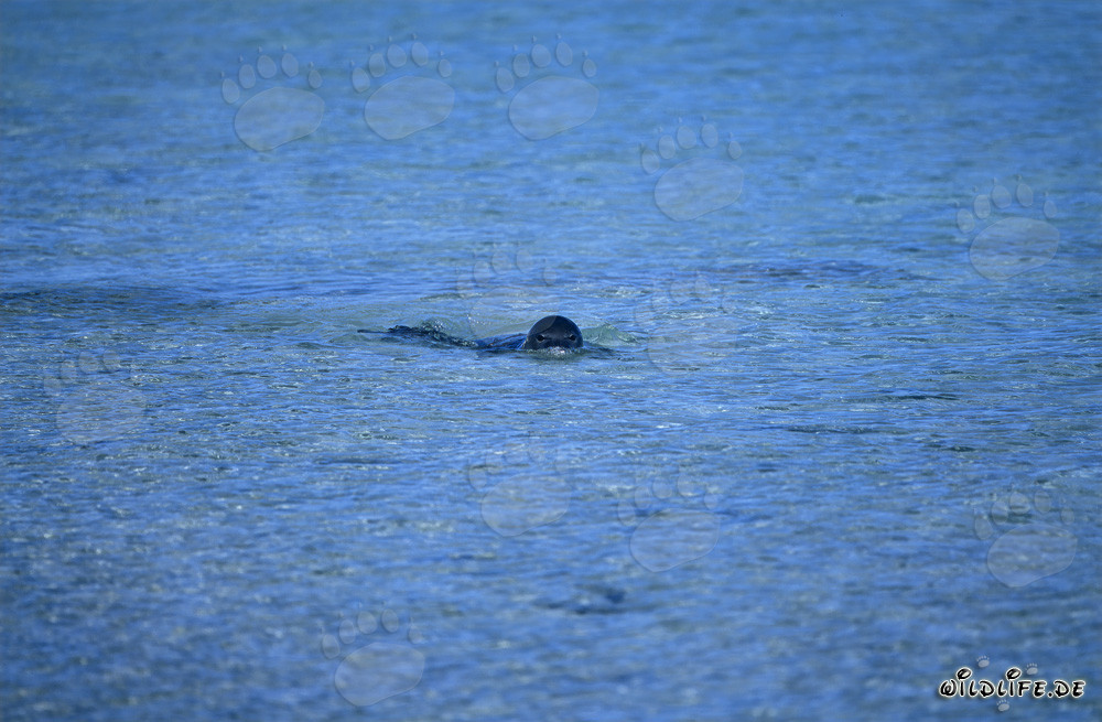 Hawaiian monk seal swimming in the clear waters of the Pacific Ocean