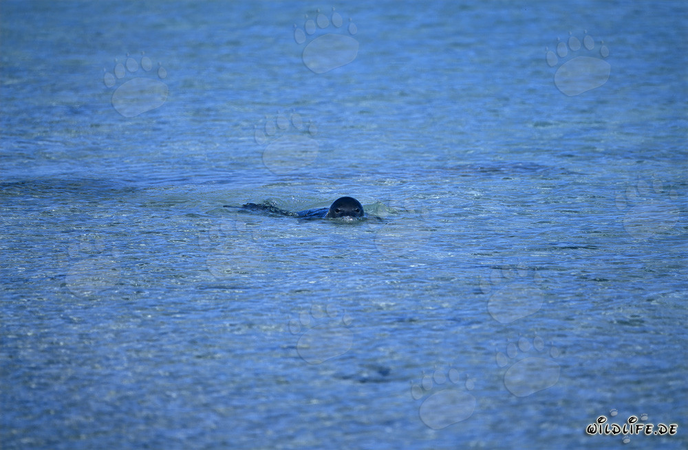 Phoque moine d'Hawaï nage dans les eaux claires du Pacifique