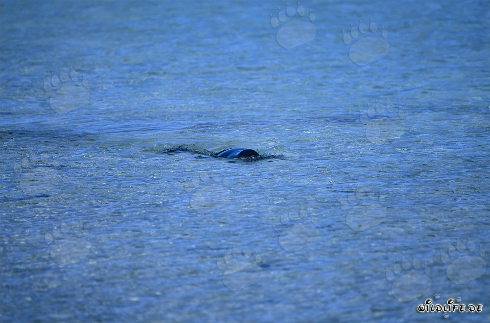 Foca monaca hawaiana emerge in superficie dell'acqua