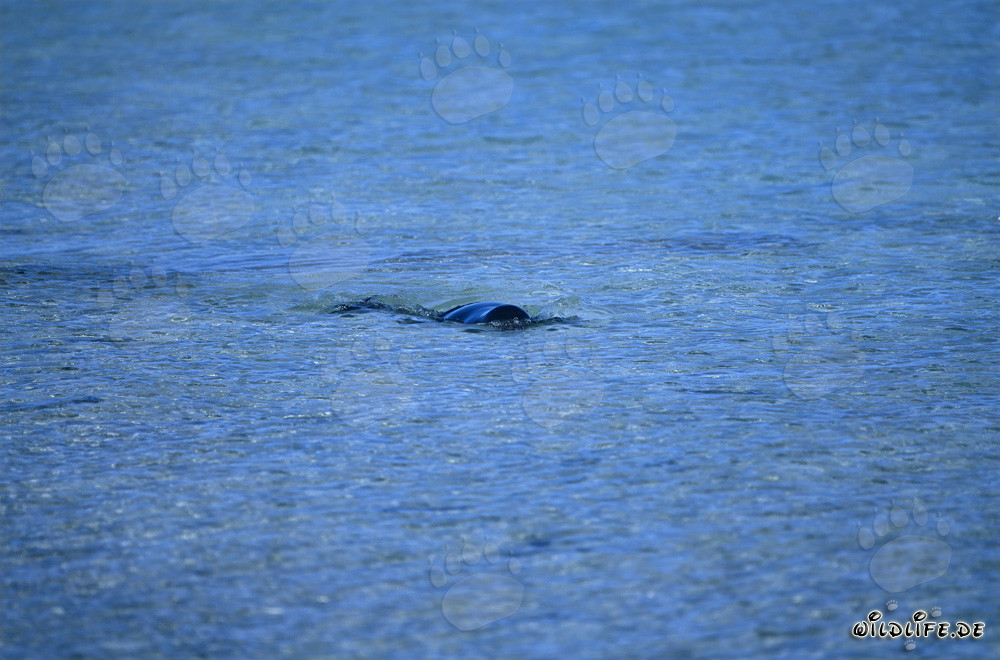 Foca monje hawaiana emerge en la superficie del agua