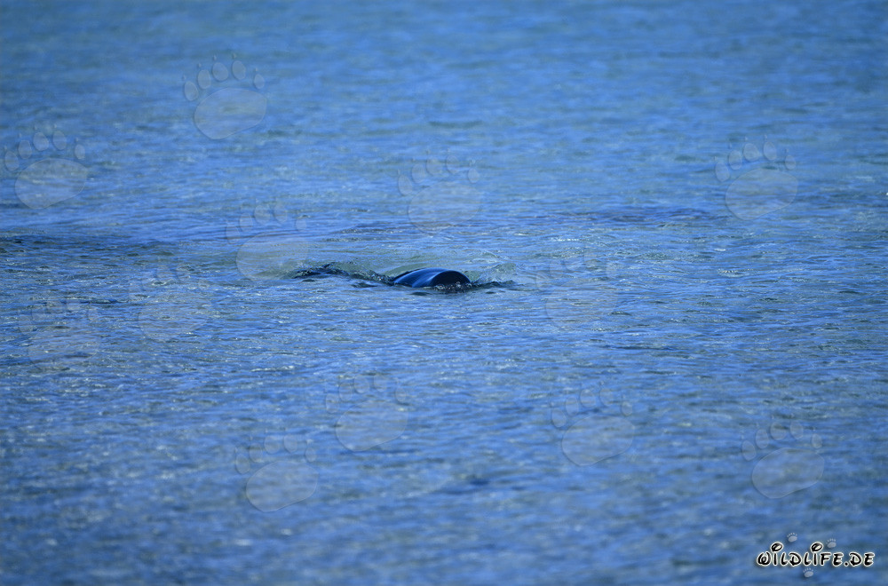 Hawaiian monk seal emerges at the water surface
