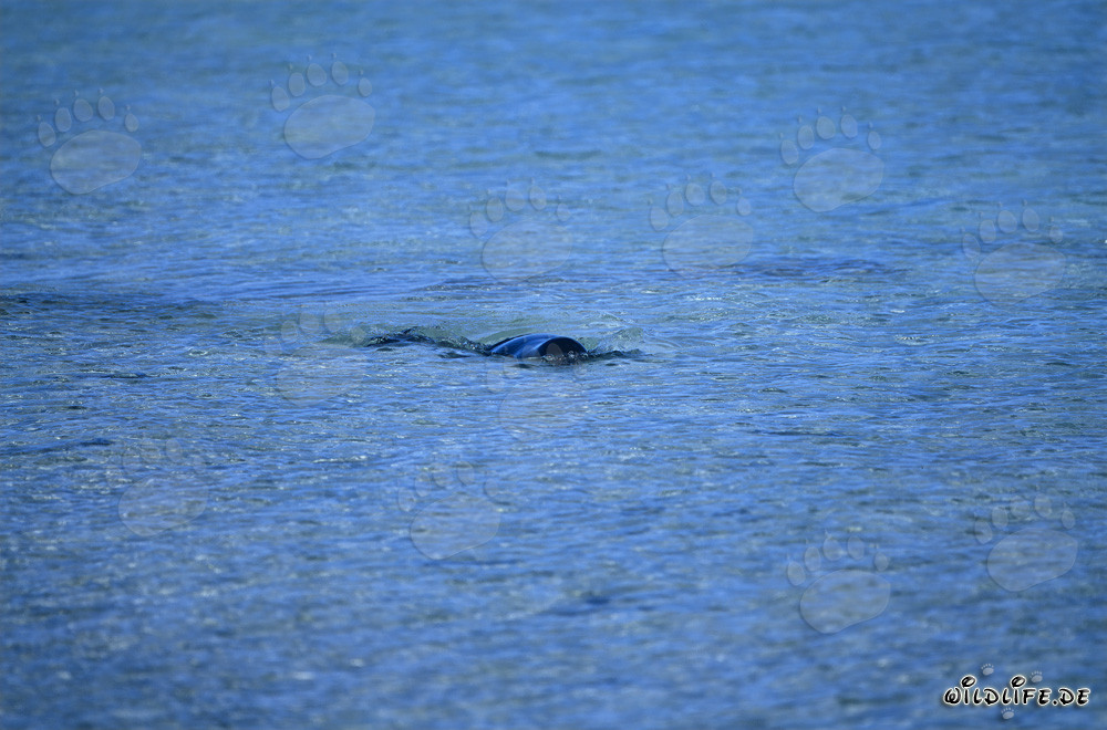 Hawaiianische Moenchsrobbe taucht an der Wasseroberfläche auf