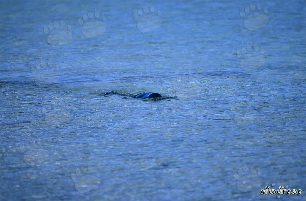 Phoque moine d'Hawaï émerge à la surface de l'eau