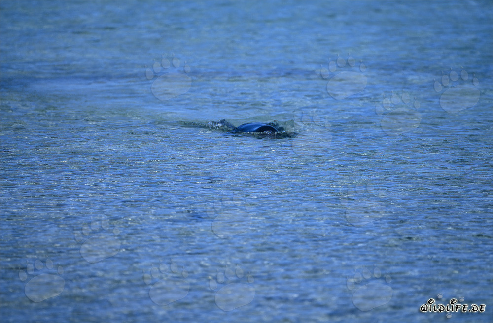 Foca monaca hawaiana nuota in acque cristalline