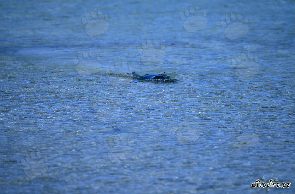 Foca monje hawaiana nada en aguas cristalinas