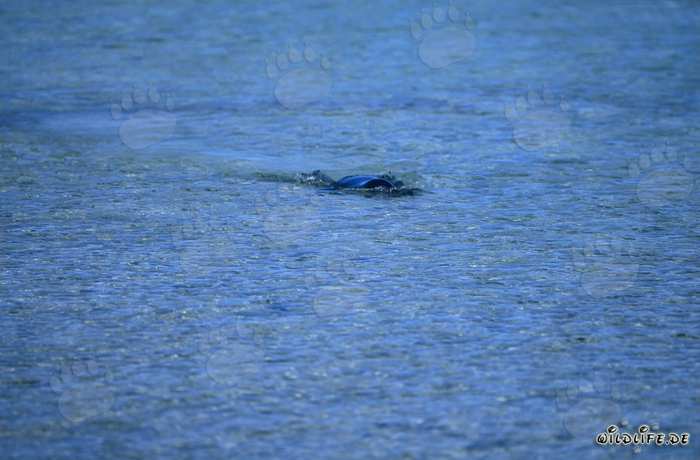 Hawaiian monk seal swimming in crystal clear water