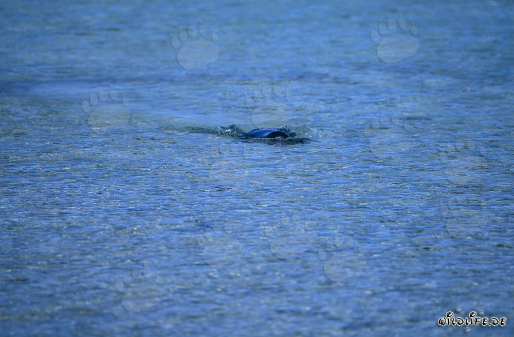 Hawaiianische Mönchsrobbe schwimmt in kristallklarem Wasser
