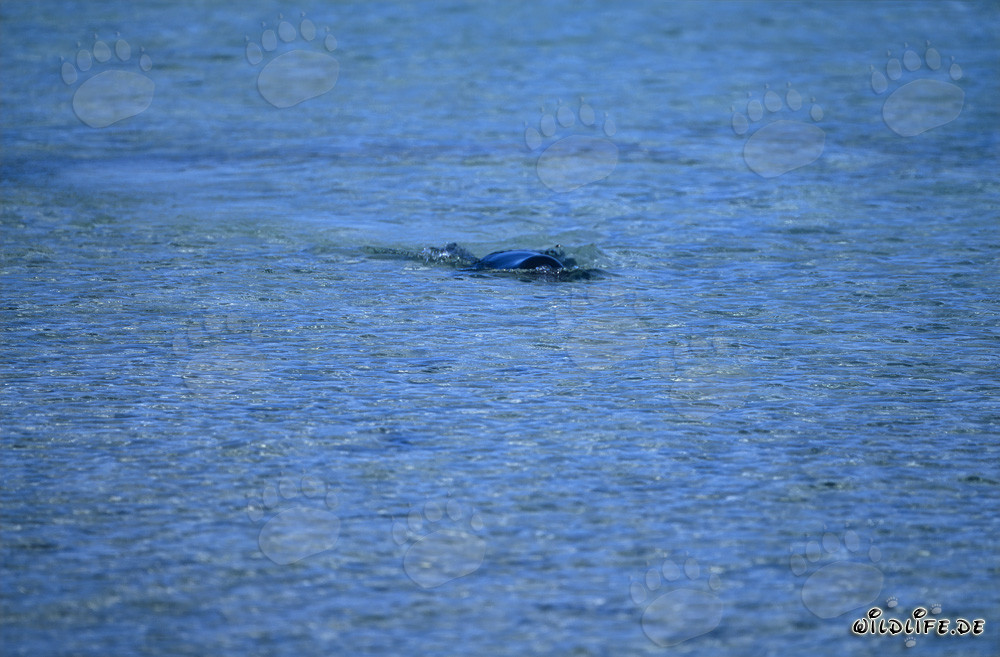 Phoque moine d'Hawai nage dans une eau cristalline