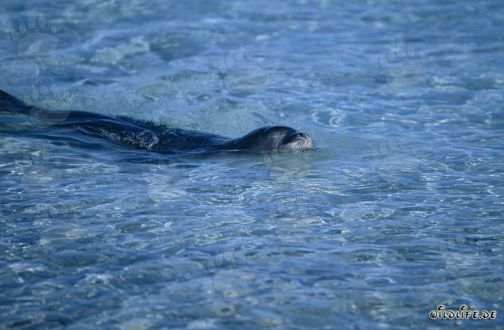 Foca monaca hawaiana in una laguna nell'atollo di Midway
