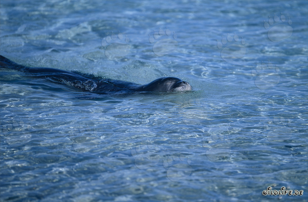 Foca monje hawaiana en una laguna en el atolón de Midway