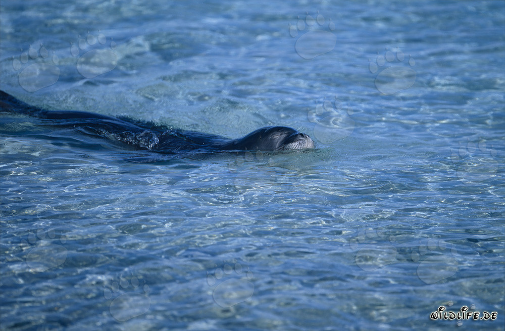 Hawaiian monk seal in a lagoon in the Midway atoll