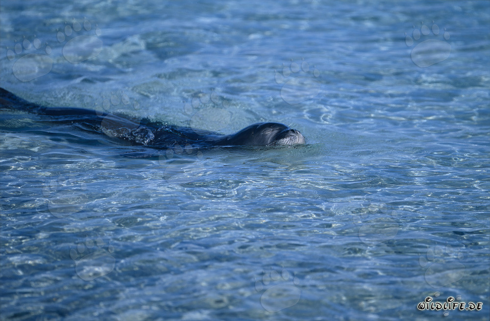 Hawaiianische Mönchsrobbe in einer Lagune im Midway Atoll