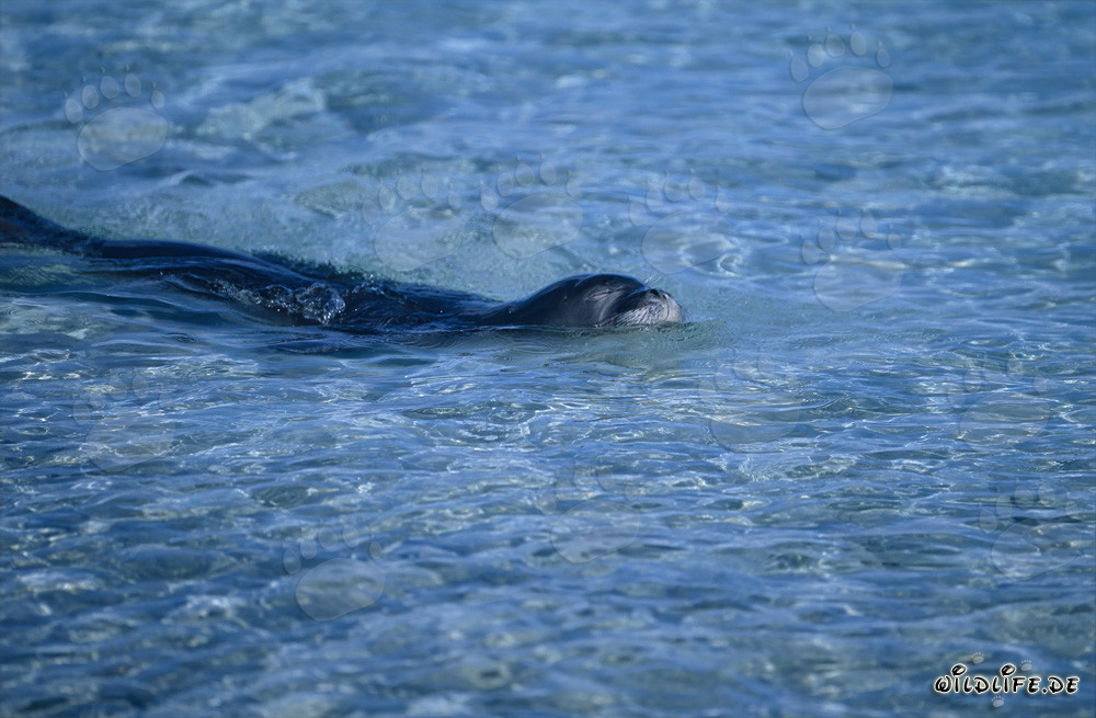 Phoque moine d'Hawaï dans une lagune du Midway Atoll