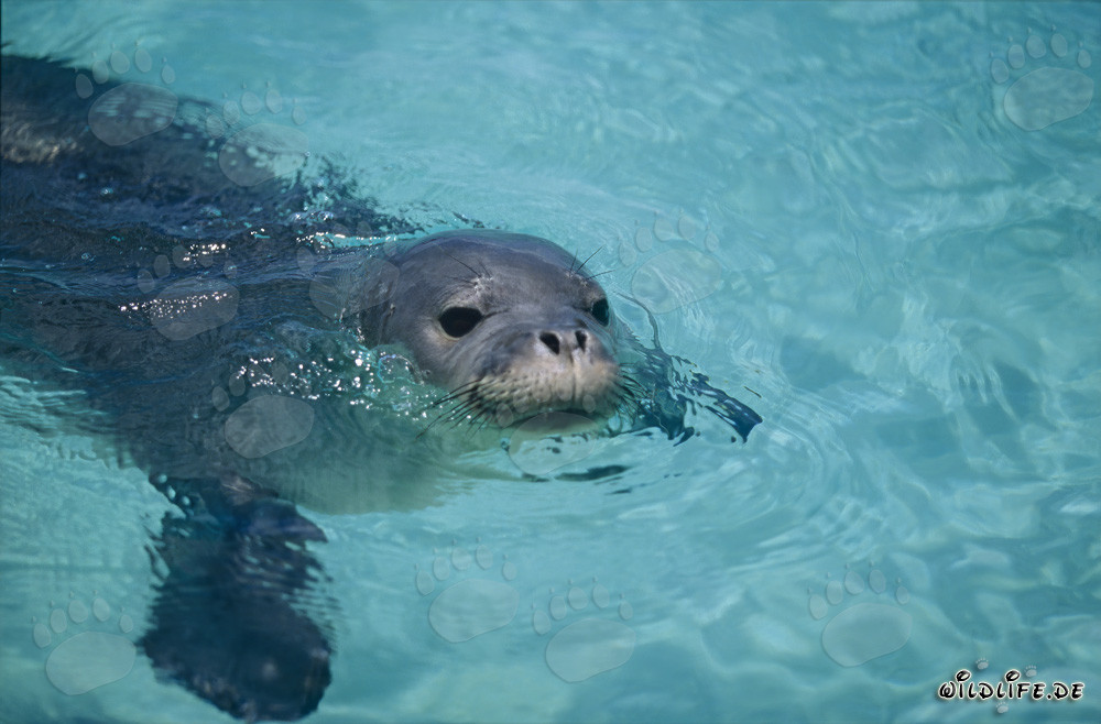 Foca monaca hawaiana nuota davanti a un atollo del Pacifico