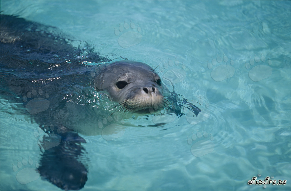 Hawaiian monk seal swimming in front of a Pacific atoll