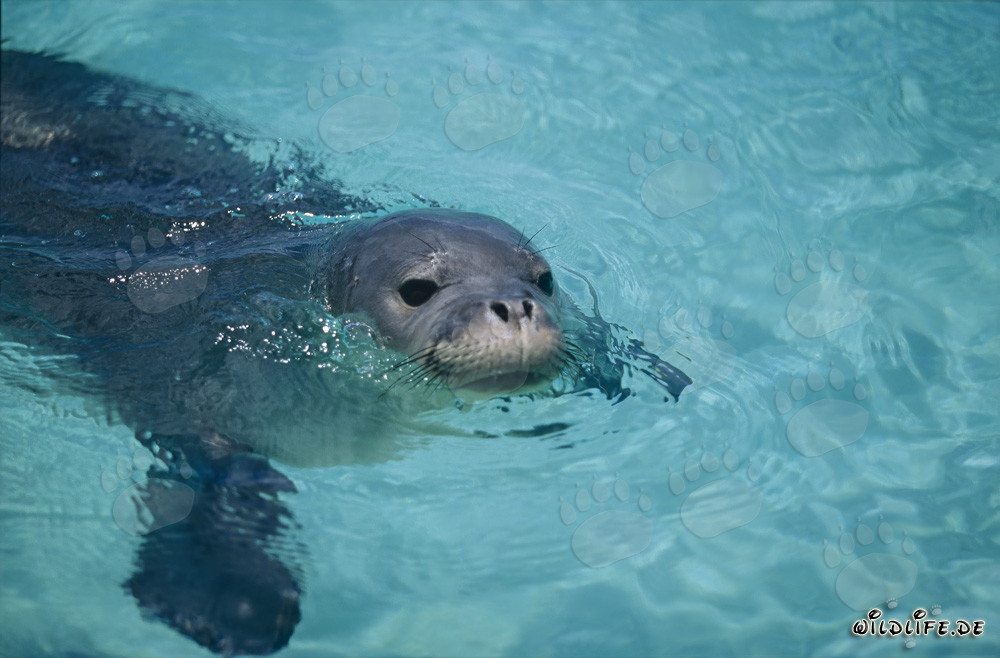 Phoque moine d'Hawaï nage devant un atoll du Pacifique