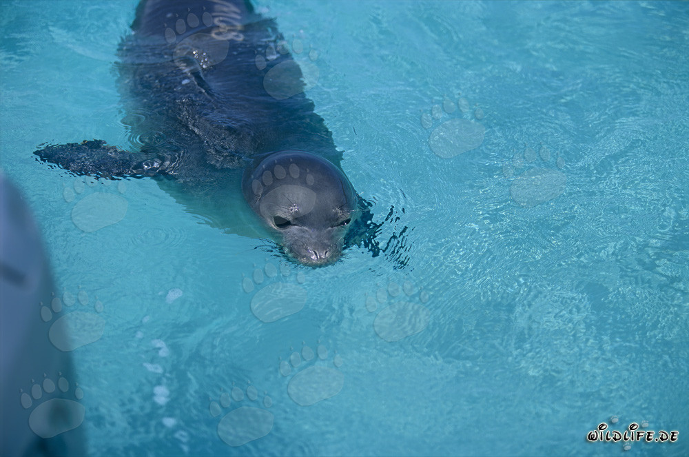 Hawaiian monk seal: an endangered marine mammal