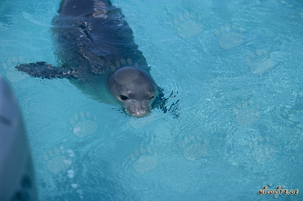 Phoque moine d'Hawaï dans les eaux claires du Pacifique