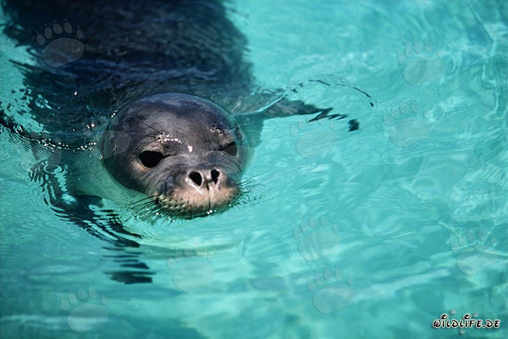 Foca monje hawaiana, una criatura fascinante de tiempos pasados