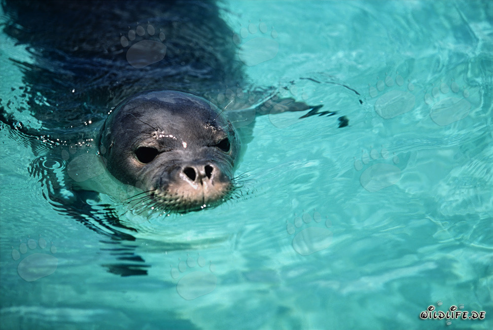 Hawaiian monk seal, a fascinating creature from ancient times