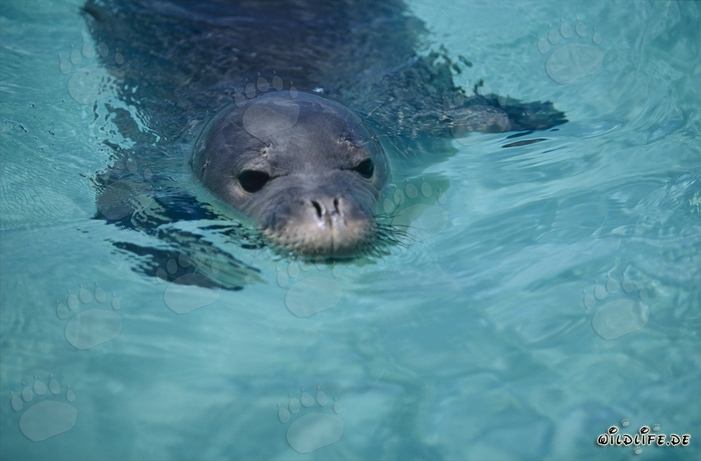 Ritratto affascinante di una foca monaca hawaiana
