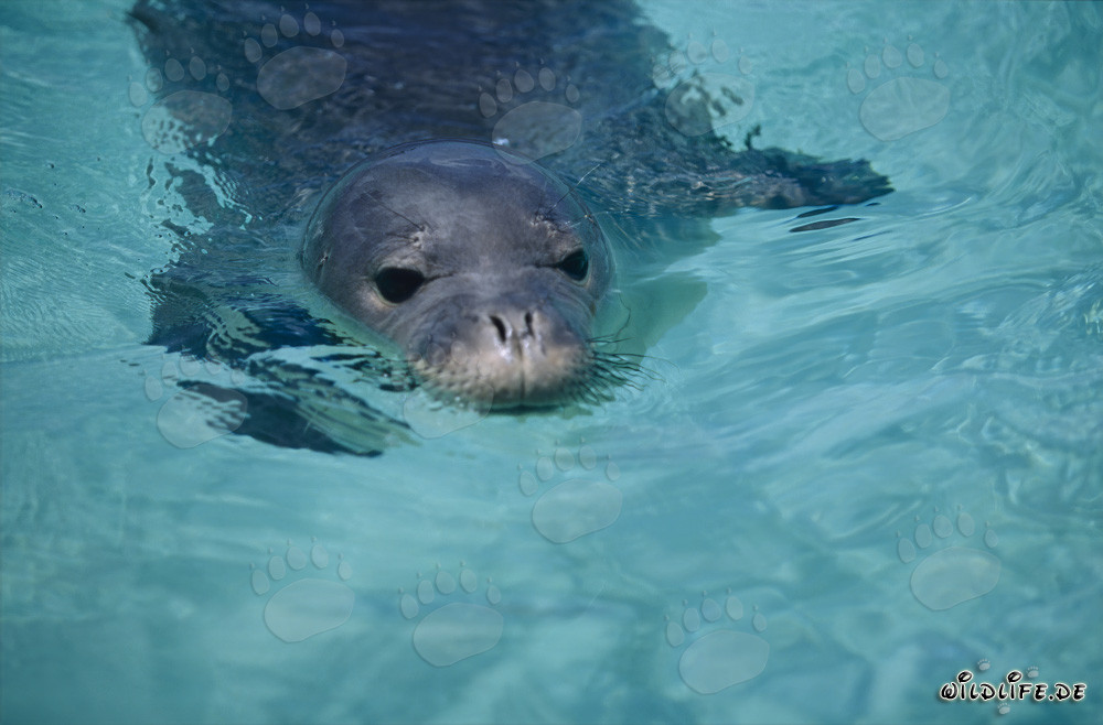 Retrato fascinante de una foca monje hawaiana