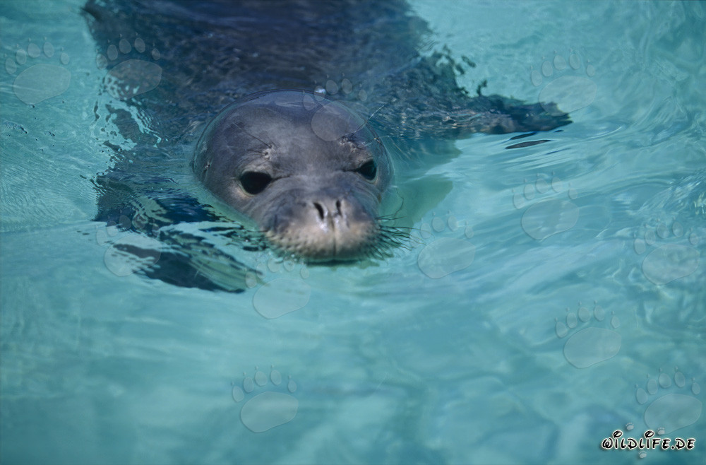 Fascinating portrait of a Hawaiian monk seal