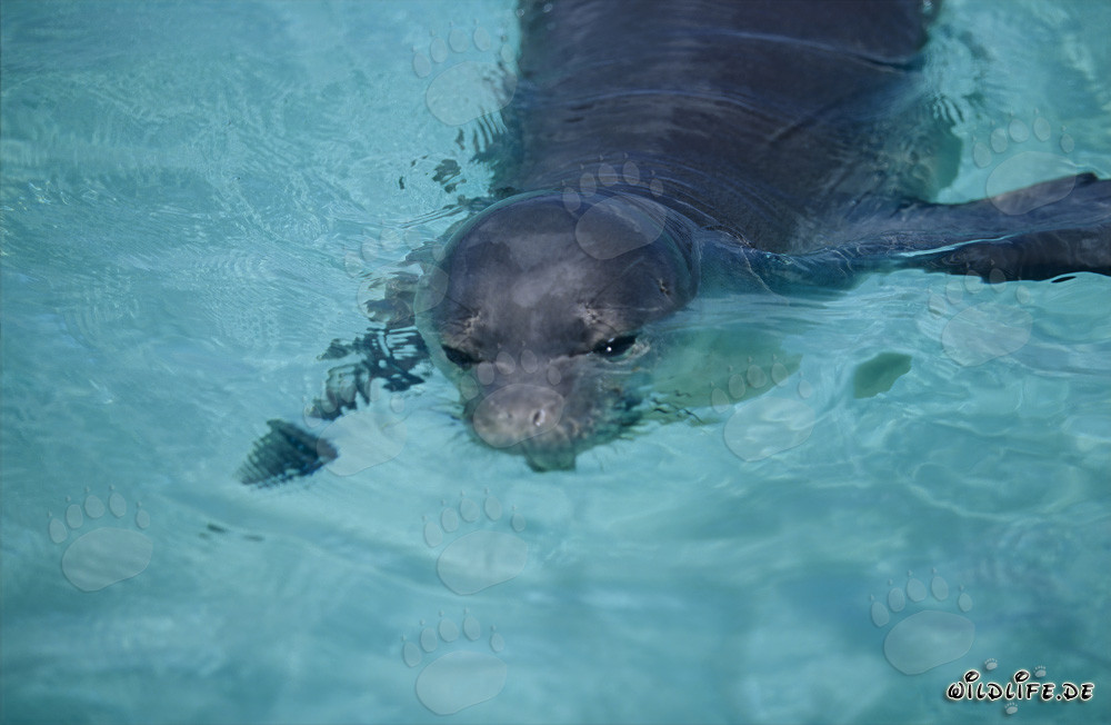 Rara foca monaca hawaiana in una pittoresca laguna