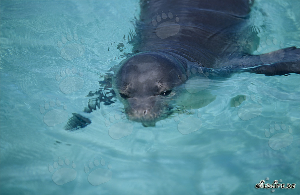 Foca monje de Hawái rara en una pintoresca laguna