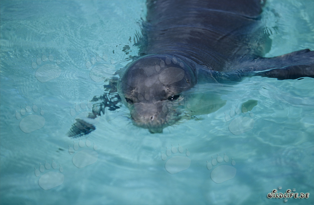 Rare Hawaiian monk seal in a picturesque lagoon