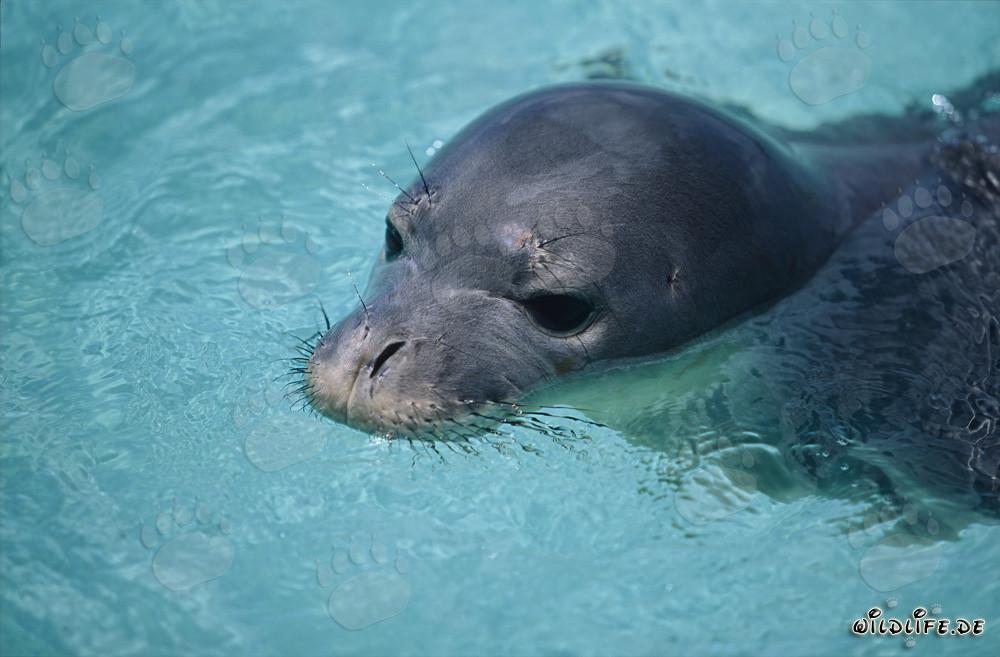 Foca monaca hawaiana nuota vicino a un atollo di corallo