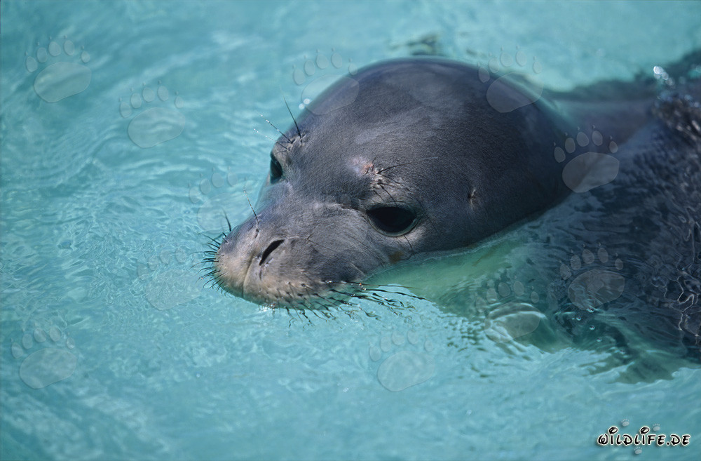 Foca monje hawaiana nada en un atolón de coral