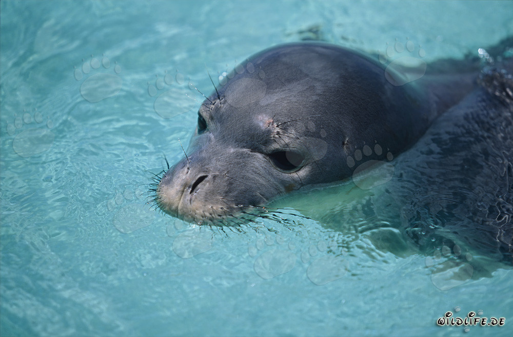 Hawaiian monk seal swimming near a coral atoll