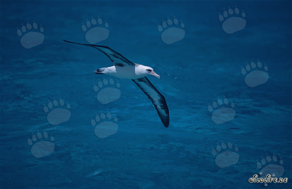 Albatros de Laysan majestueux survolant l'océan