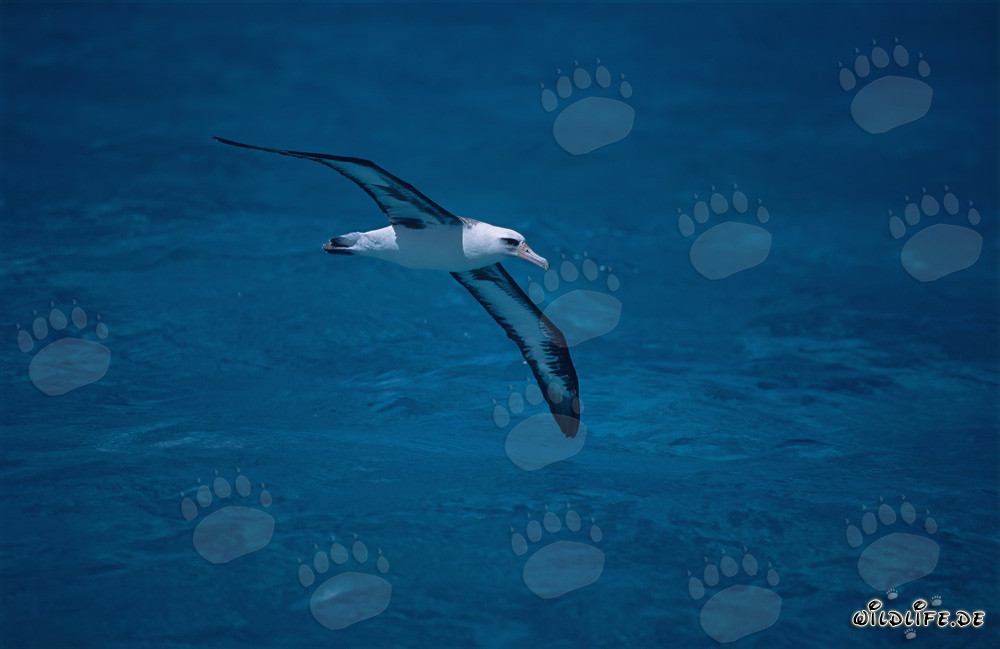 Albatros de Laysan majestuoso volando sobre el océano
