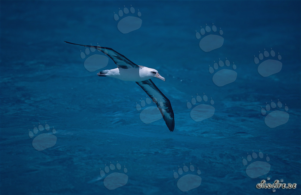 Albatros di Laysan maestoso che vola sull'oceano
