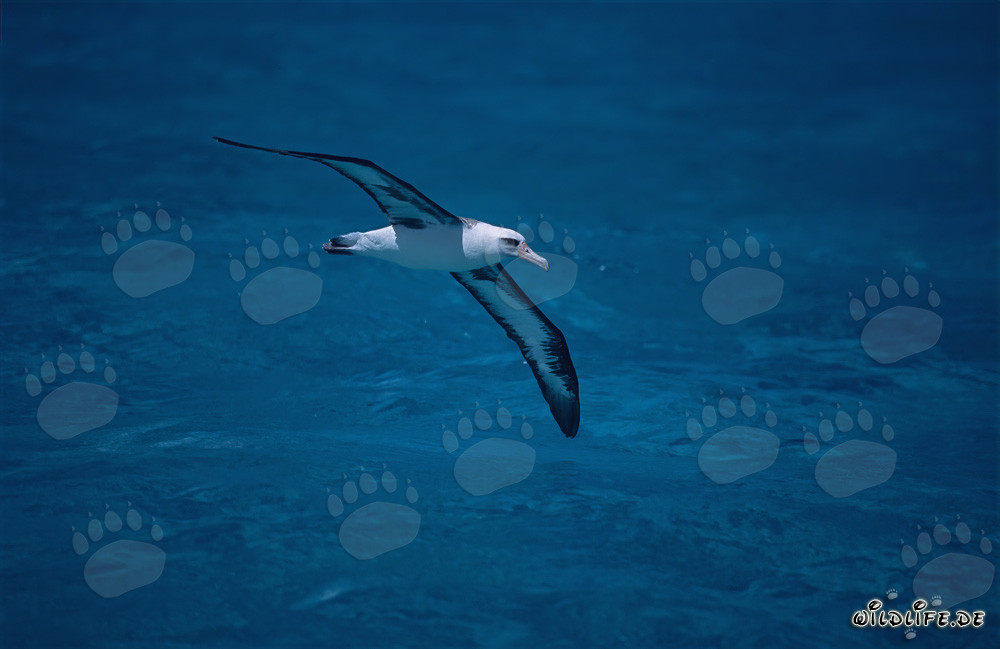 Majestic Laysan albatross flying over the ocean