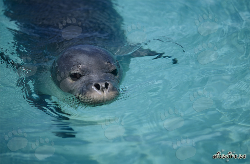 Foca monaca delle Hawaii - un animale affascinante e minacciato