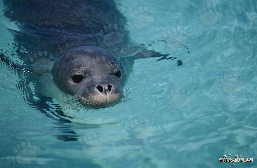 Foca monje de Hawái - un animal fascinante y en peligro