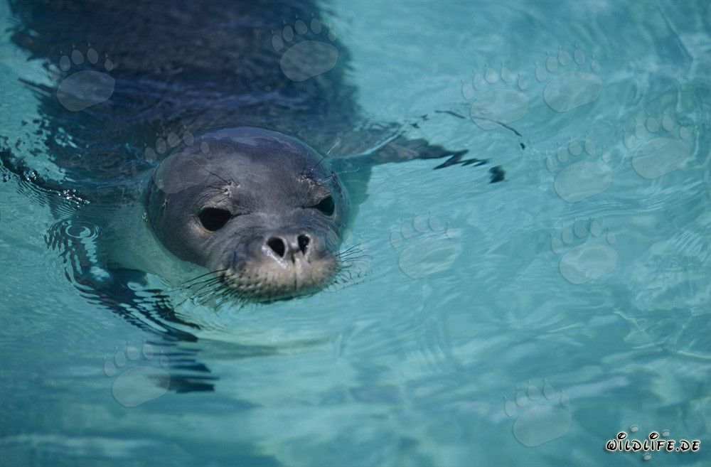 Hawaiian monk seal - a fascinating and endangered species