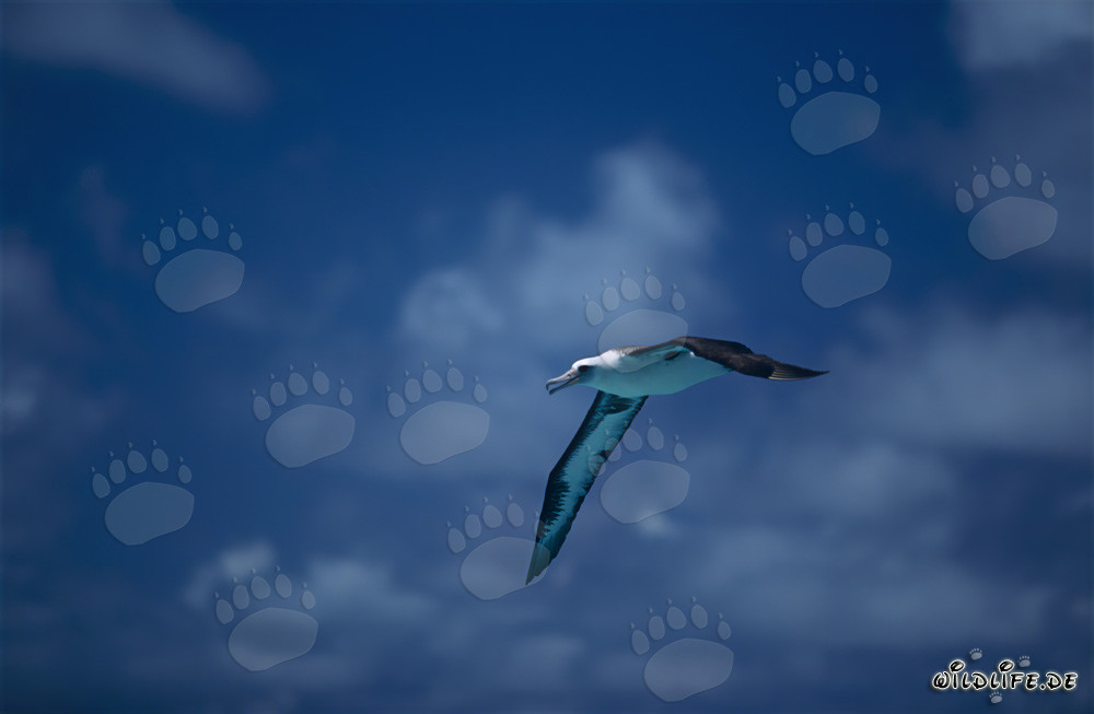 Albatros de Laysan majestuoso volando sobre el océano infinito