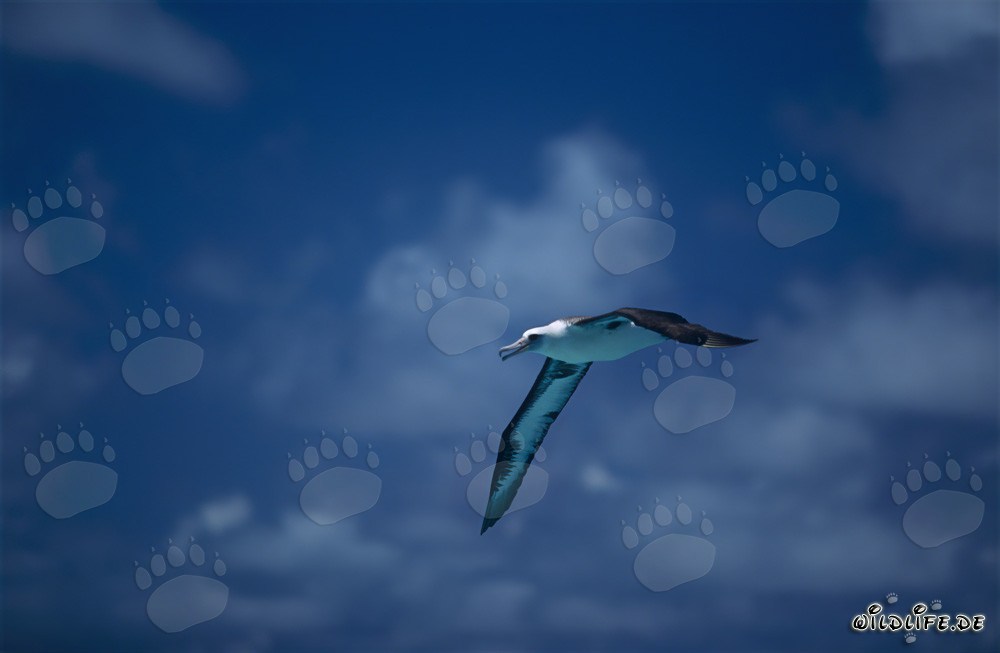 Majestätischer Laysan-Albatros über dem endlosen Ozean fliegend