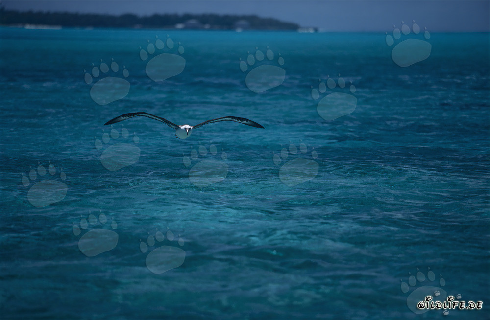 Albatros de Laysan majestuoso volando sobre la laguna de Midway