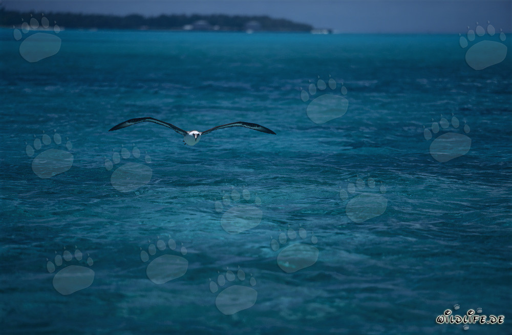 Albatros di Laysan maestoso che vola sulla laguna di Midway