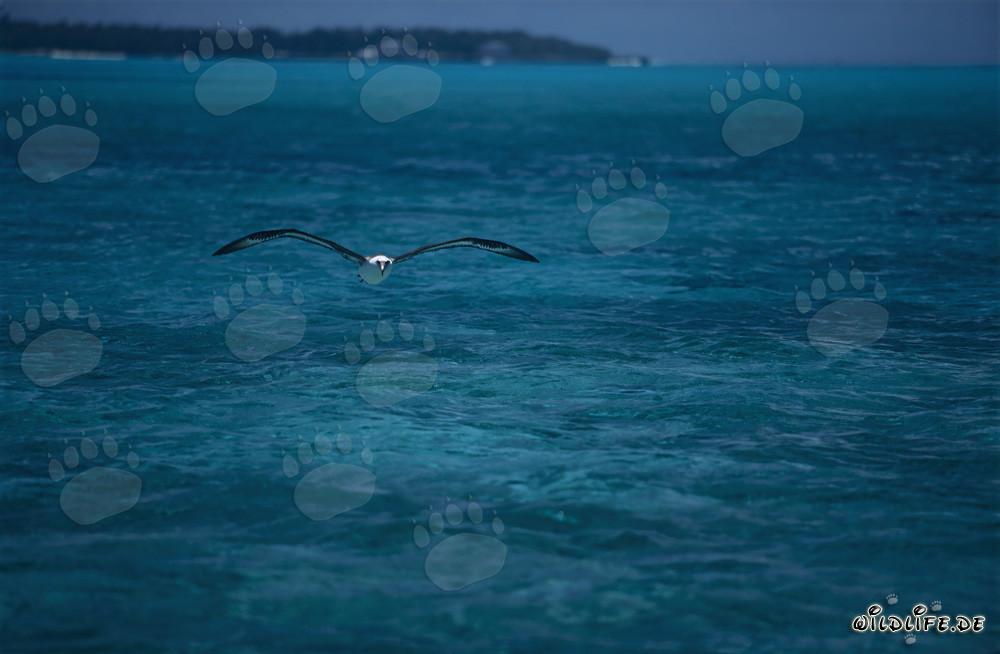 Majestätischer Laysan-Albatros über der Lagune von Midway fliegend