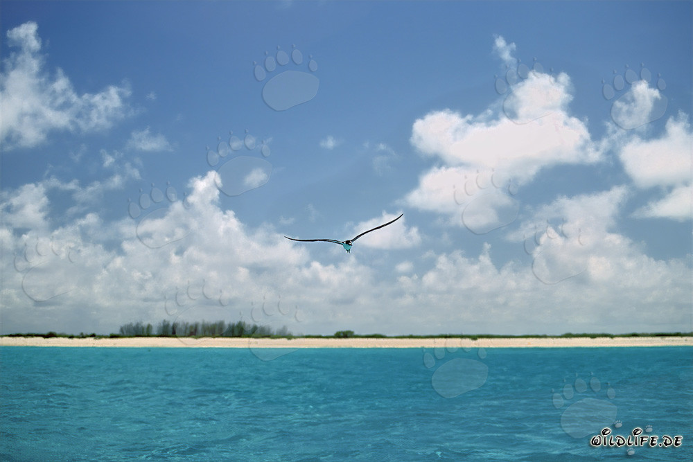 Graceful Sooty Tern soaring over Midway lagoon